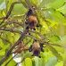 bat_fruit_lan_baa_v_0301_mal0791.jpg